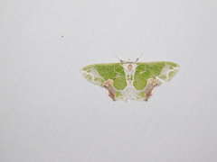 Protuliocnemis partita