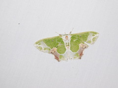 Protuliocnemis partita