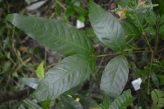 Callicarpa formosana