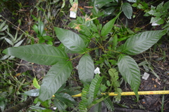 Callicarpa formosana