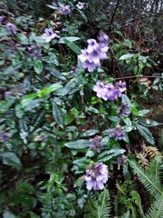 Prostanthera caerulea