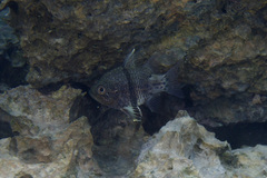 Sphaeramia orbicularis