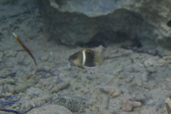 Chrysiptera biocellata