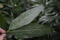 Callicarpa formosana