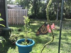 Danaus plexippus