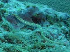 Corythoichthys ocellatus