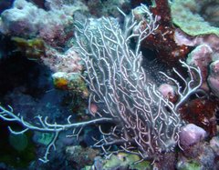 Trichogloea requienii