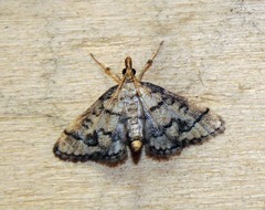 Metasia ophialis