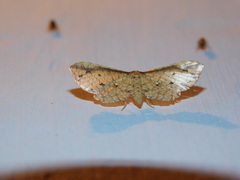 Aglaopus