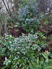 Prostanthera caerulea