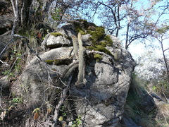 Cleistocactus