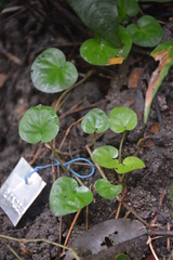 Geophila repens