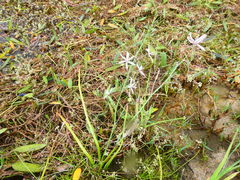 Trachyandra filiformis