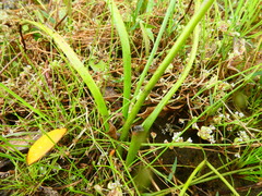 Trachyandra filiformis