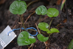 Geophila repens