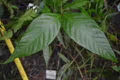 Callicarpa formosana