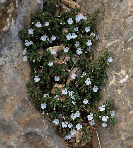 Subspecies Micromeria filiformis filiformis · iNaturalist