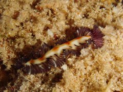 Maritigrella eschara