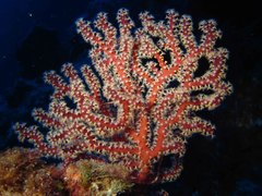 Chironephthya