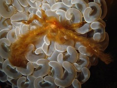 Achaeus japonicus