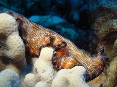 Pseudobiceros fulgor