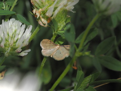 Idaea politaria