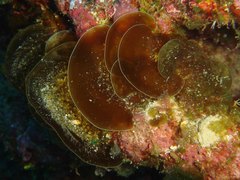 Distromium flabellatum