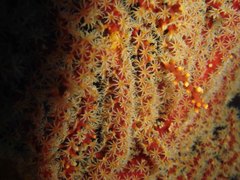 Anthogorgia ochracea