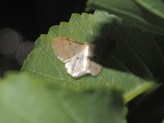 Idaea politaria