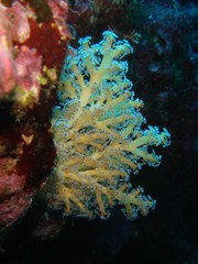 Chironephthya