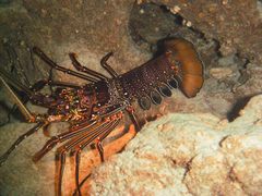 Panulirus longipes bispinosus