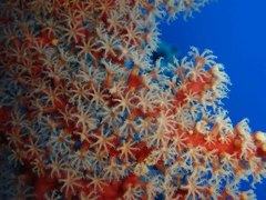 Astrogorgia dumbea