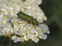 Chrysanthia viridissima
