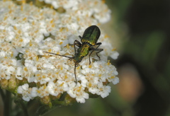 Chrysanthia viridissima