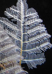 Macrorhynchia phoenicea