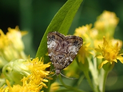 Choreutis diana