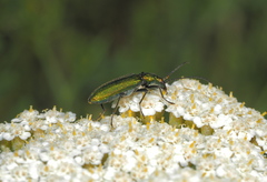 Chrysanthia viridissima