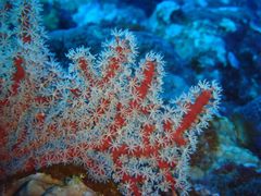 Astrogorgia dumbea