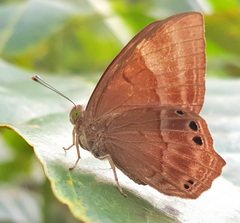 Abisara bifasciata