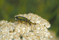 Chrysanthia viridissima