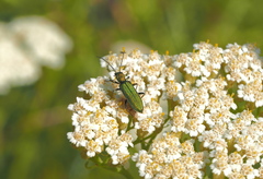 Chrysanthia viridissima