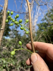 Tinospora smilacina