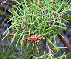 Hakea teretifolia