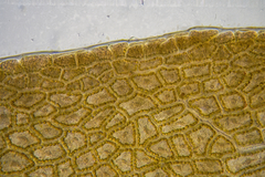 Dictyopteris muelleri