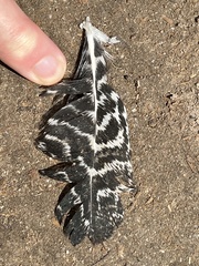 Ortygornis pondicerianus