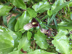 Arisarum
