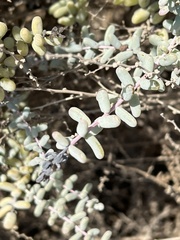 Suaeda