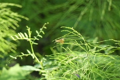Choristostigma plumbosignalis