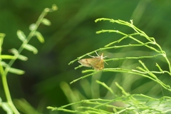 Choristostigma plumbosignalis
