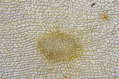 Dictyopteris muelleri